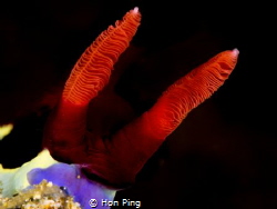 The Rhinophores of The Nembrotha by Hon Ping 